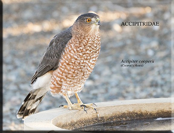 Accipiter cooperii 01