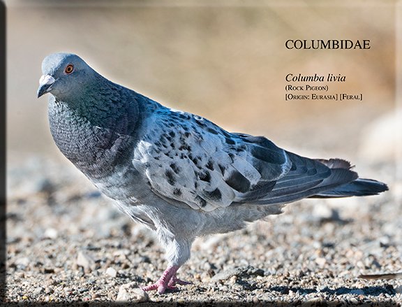 Columba livia 01