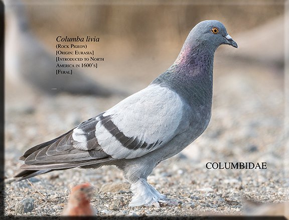 Columba livia 02