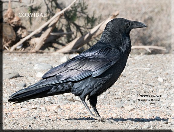 Corvus corax