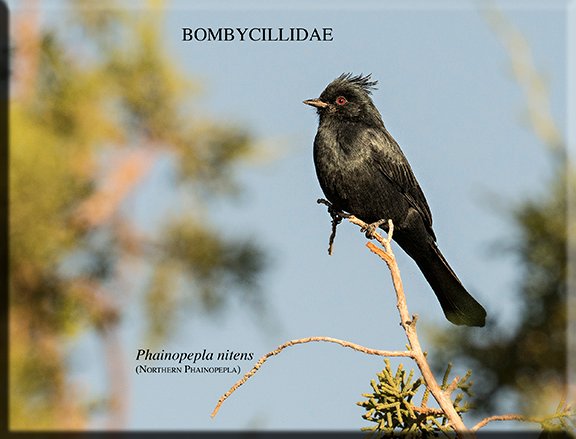 Phainopepla nitens