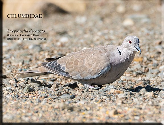 Streptopelia decaocto