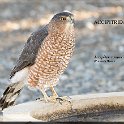 Accipiter cooperii 01