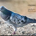 Columba livia 01