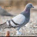 Columba livia 02