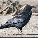 Corvus corax