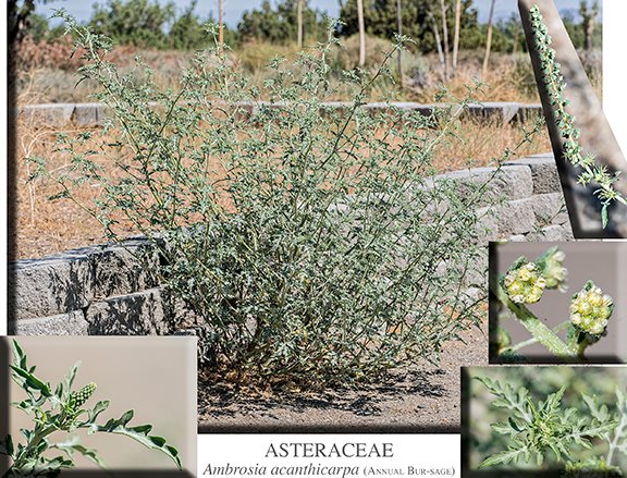 Ambrosia acanthicarpa