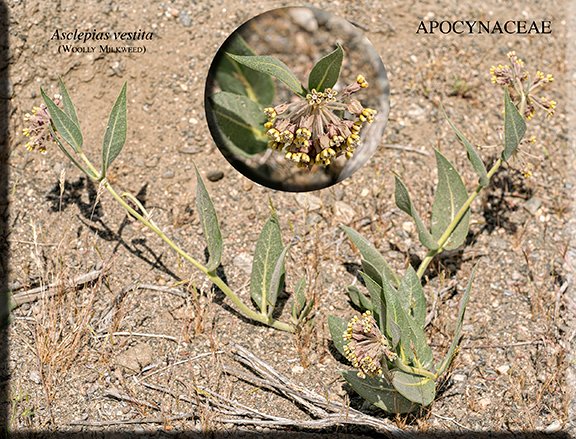 Asclepias vestita