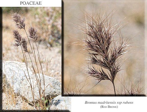 Bromus madritensis ssp rubens