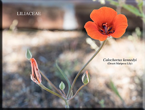 Calochortus kennedyi