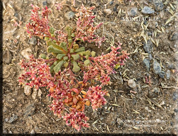 Calyptridium monandrum