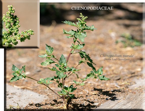 Chenopodium murale