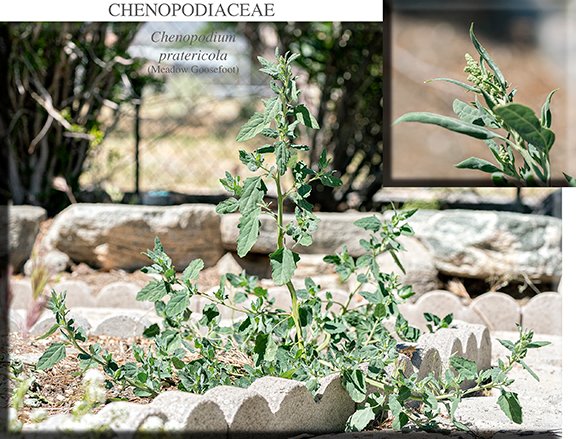 Chenopodium pratericola