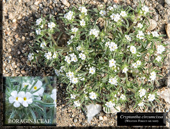 Cryptantha circumcissa