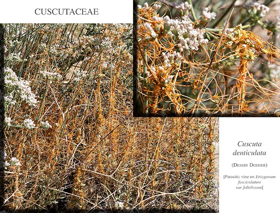 Cuscuta denticulata