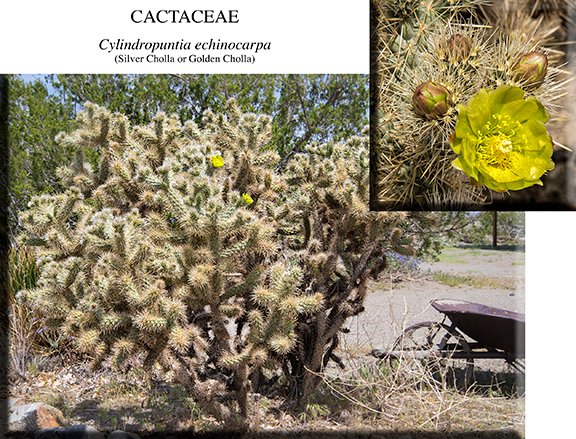 Cylindropuntia echinocarpa