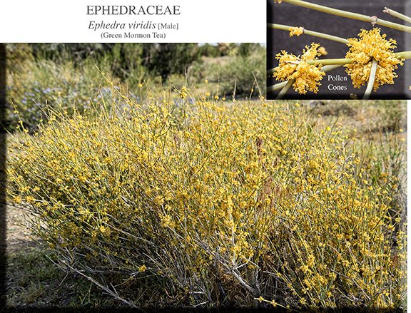 Ephedra viridis 01