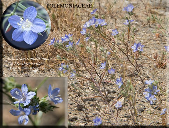 Eriastrum sapphirinum ssp brevibracteatum