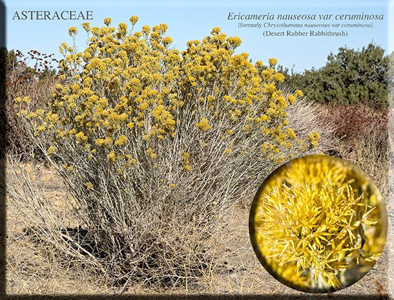 Ericameria nauseosa var ceruminosa