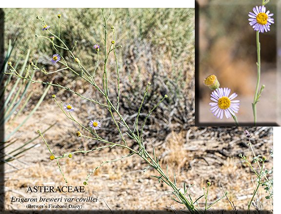 Erigeron breweri var covillei