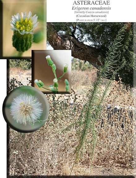 Erigeron canadensis