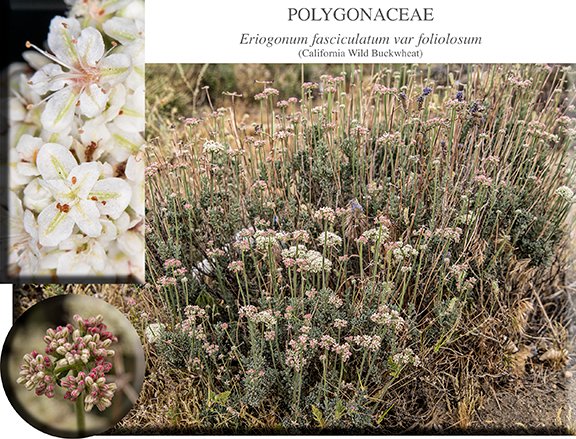 Eriogonum fasciculatum var foliolosum