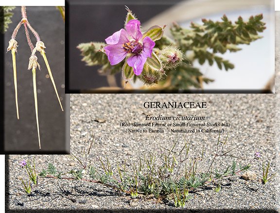 Erodium cicutarium