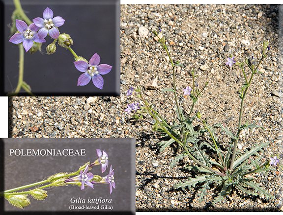 Gilia latiflora