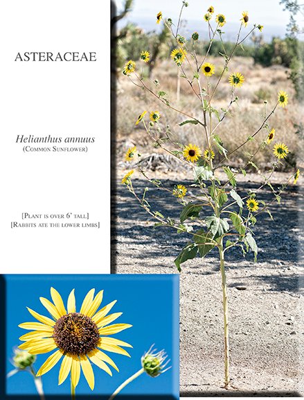 Helianthus annuus