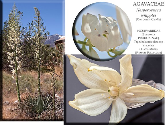 Hesperoyucca whipplei