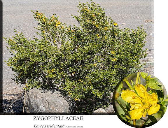 Larrea tridentata