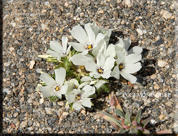 Linanthus parryae