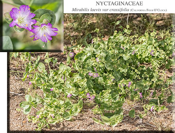 Mirabilis laevis var crassifolia