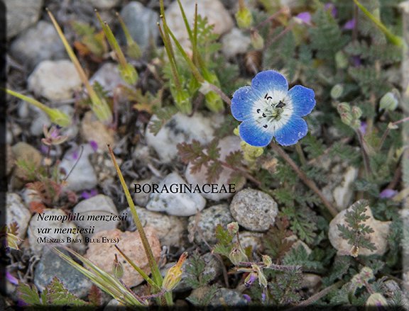 Nemophila menziesii var menziesii