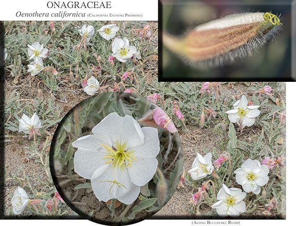 Oenothera californica