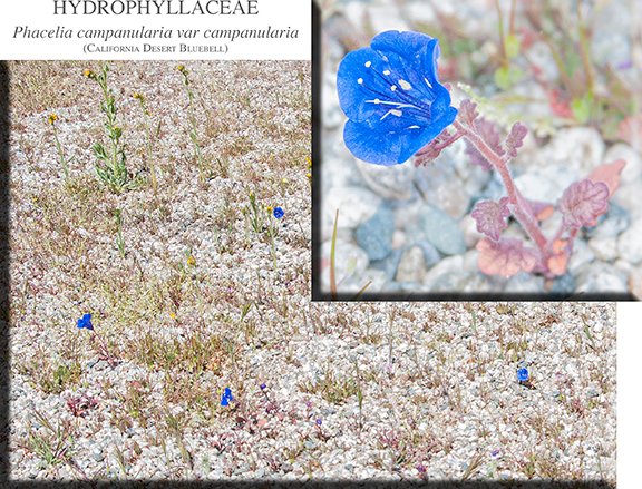 Phacelia campanularia var campanularia