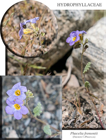 Phacelia fremontii