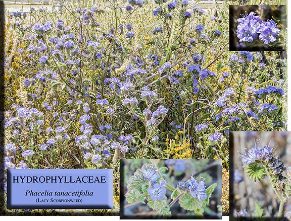 Phacelia tanacetifolia