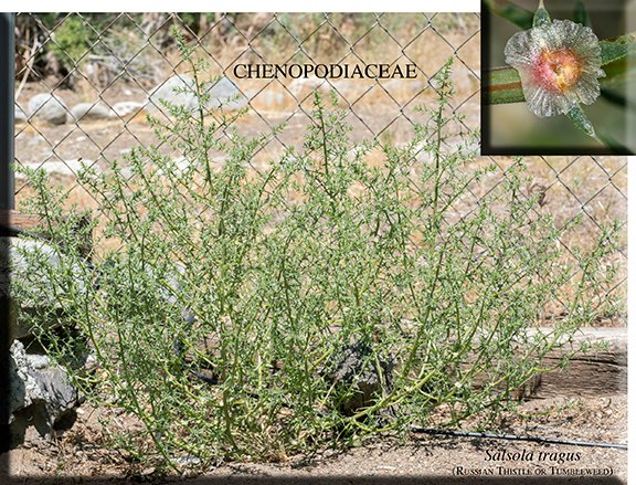 Salsola tragus