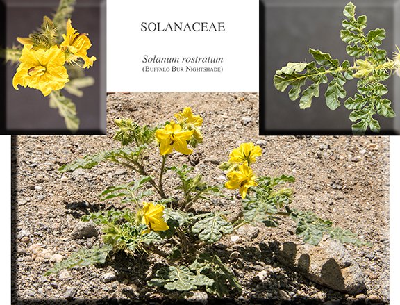 Solanum rostratum