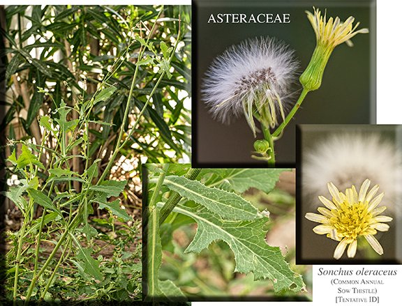 Sonchus oleraceus