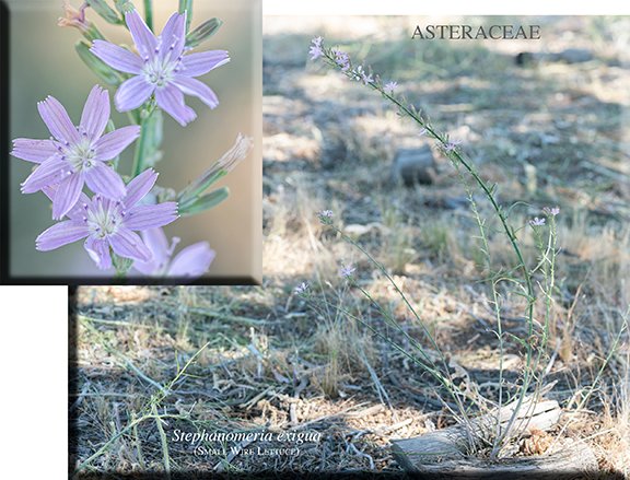 Stephanomeria exigus