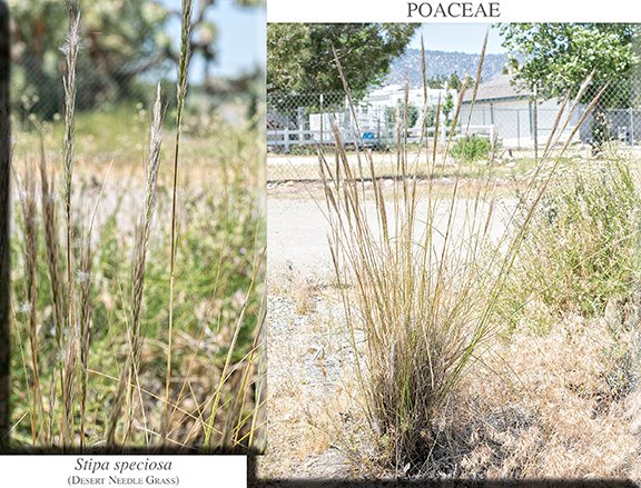 Stipa speciosa