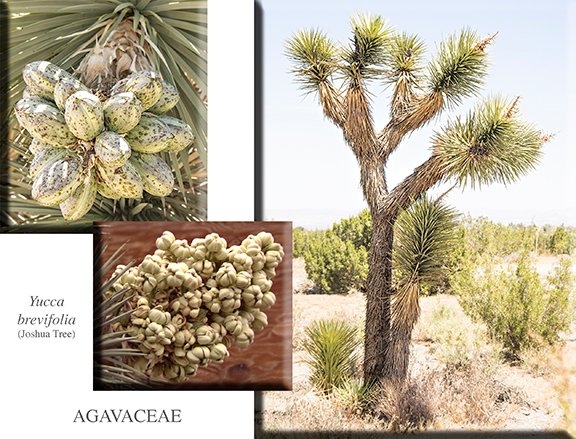 Yucca brevifolia