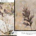 Bromus madritensis ssp rubens