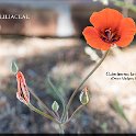 Calochortus kennedyi