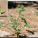 Chenopodium murale