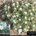 Cryptantha circumcissa