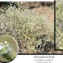 Cryptantha decipiens