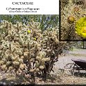 Cylindropuntia echinocarpa